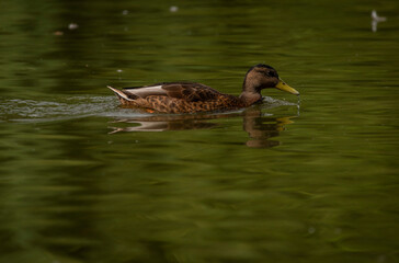 Brown duck near dirty water lake in summer dry day