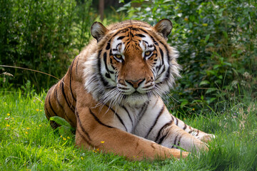tiger in the grass