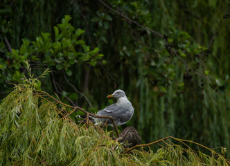 Sea gulls near green lake in summer hot day