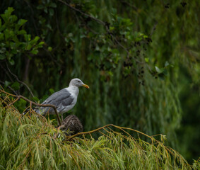 Sea gulls near green lake in summer hot day