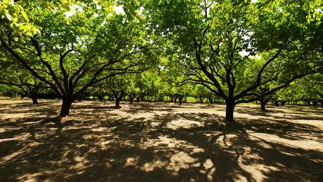 Aerial view of Igdir Irem Vineyards. 4K Footage in Turkey