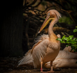 Orange pink whiite pelican near green lake in sunny summer day