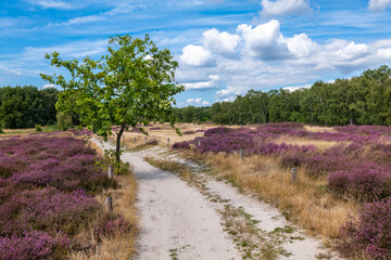 Hamburg, Germany. The nature reserve Boberger Niederung with heath in full blossom. - obrazy, fototapety, plakaty