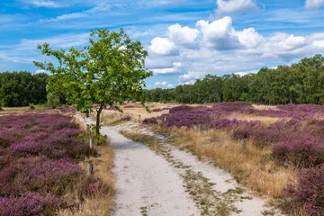 Foto op Canvas Hamburg, Germany. The nature reserve Boberger Niederung with heath in full blossom. © foto-select