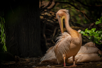 Orange pink whiite pelican near green lake in sunny summer day