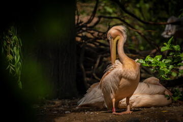 Orange pink whiite pelican near green lake in sunny summer day