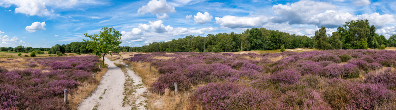 Hamburg, Germany. The nature reserve Boberger Niederung with heath in full blossom.