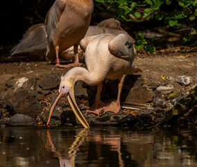 Obraz premium Orange pink whiite pelican near green lake in sunny summer day