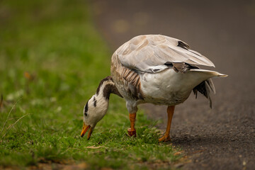 White special duck near dirty water lake in summer dry day