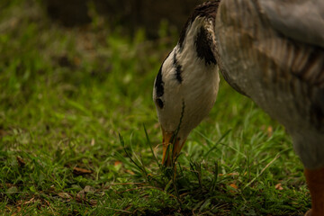 White special duck near dirty water lake in summer dry day
