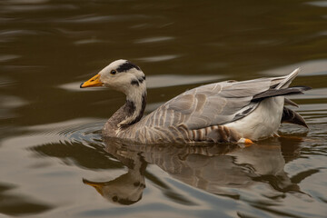 White special duck near dirty water lake in summer dry day