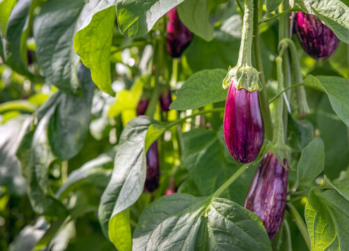 Close-up of ripening purple white striped aubergines growing on a plant in the glasshouse of a specialized eggplant nursery in the Netherlands.