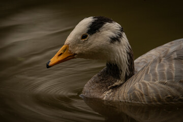 White special duck near dirty water lake in summer dry day