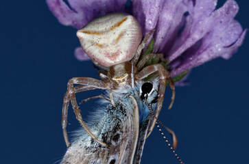 Une araignée thomise enflée et sa proie sur une fleur (Thomisus onustus)