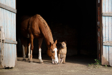 dog and a red horse in the stable. Thai Ridgeback. Animals communicating with each other 