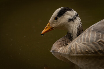 White special duck near dirty water lake in summer dry day