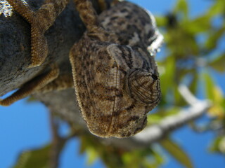 camaleão