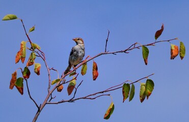 red backed shrike