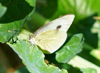 butterfly on leaf
