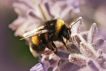Closeup on a large queen bumblebee, Bombus terrestris on purple Russian sage