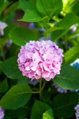 Pink Hydrangea