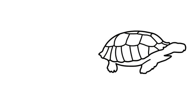 Tortoise Sketch and 2d animation