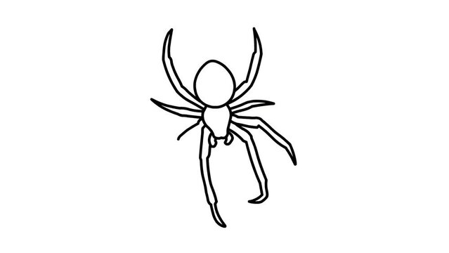 spider Sketch and 2d animation
