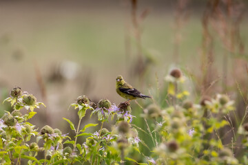 American goldfinch on a coneflower