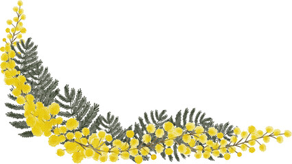 Mimosa yellow spring flowers watercolor with transparent background