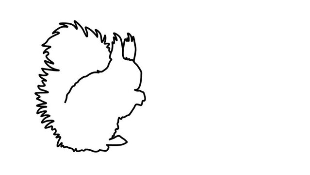 Rabits Sketch and 2d animation