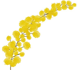 Mimosa yellow spring flowers watercolor with transparent background