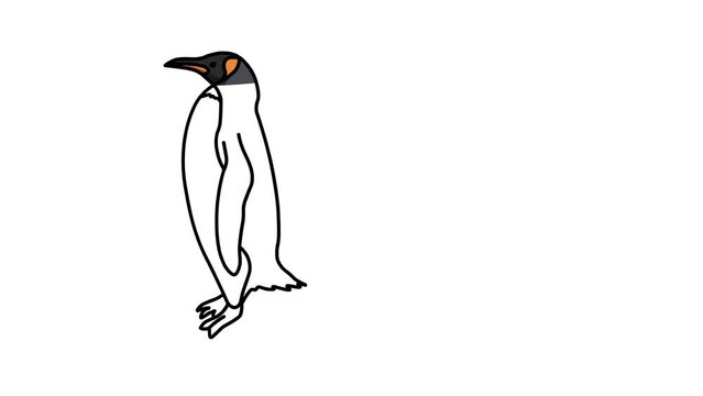 penguins Sketch and 2d animation