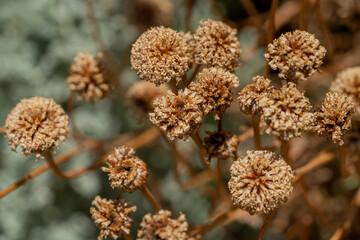 Fototapeta premium fleurs de santoline séchées