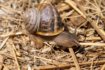 escargot petit-gris