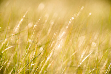 beach grass in the sunset