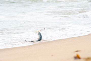 tight on a bluefish at Wasque