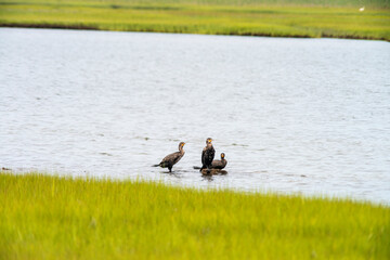 Cormorants in Pocha Pond