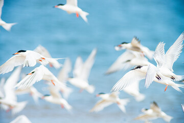 Terns at Wasque