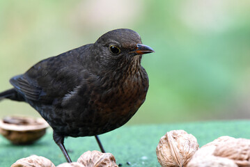 Amsel an Futterplatz