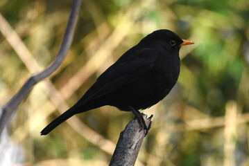 Amsel sitzt auf Ast