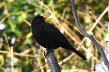 Amsel sitzt auf Ast