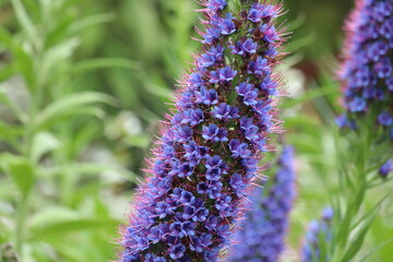 Close up of a Pride of Madeira blossom in an English country garden. It produces masses of vivid purple-blue flower spikes in early summer.