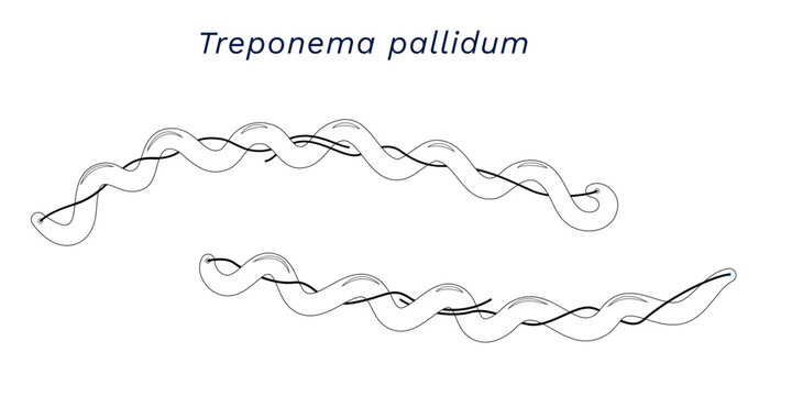 Line drawing of Treponema pallidum the pathogen of syphilis bacterias external anatomy.