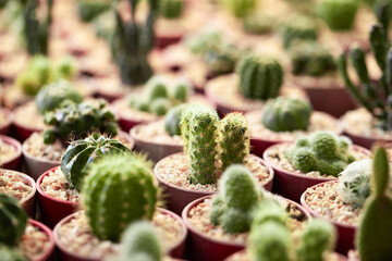 cactus in a pot	