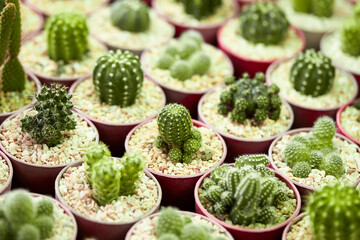 cactus in a pot	