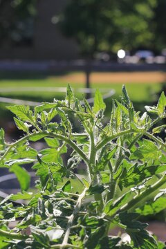 Green Tomato Plant Growing In The Garden.