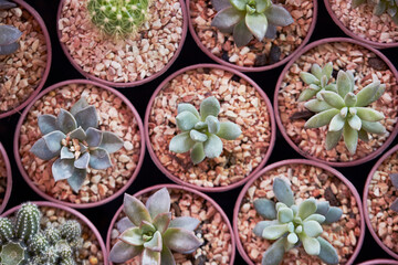 succulent plant in the park