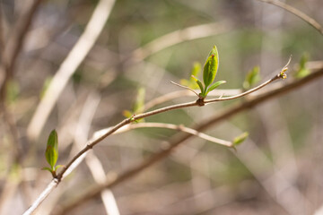 fresh spring bud