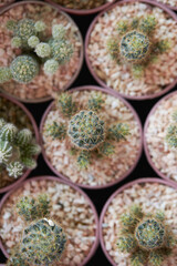 cactus in a pot	