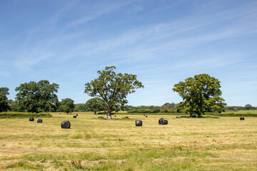 Old oak trees and straw bales in a summertime field.